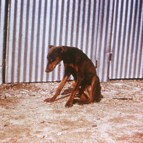 コクシジオイデス症の犬